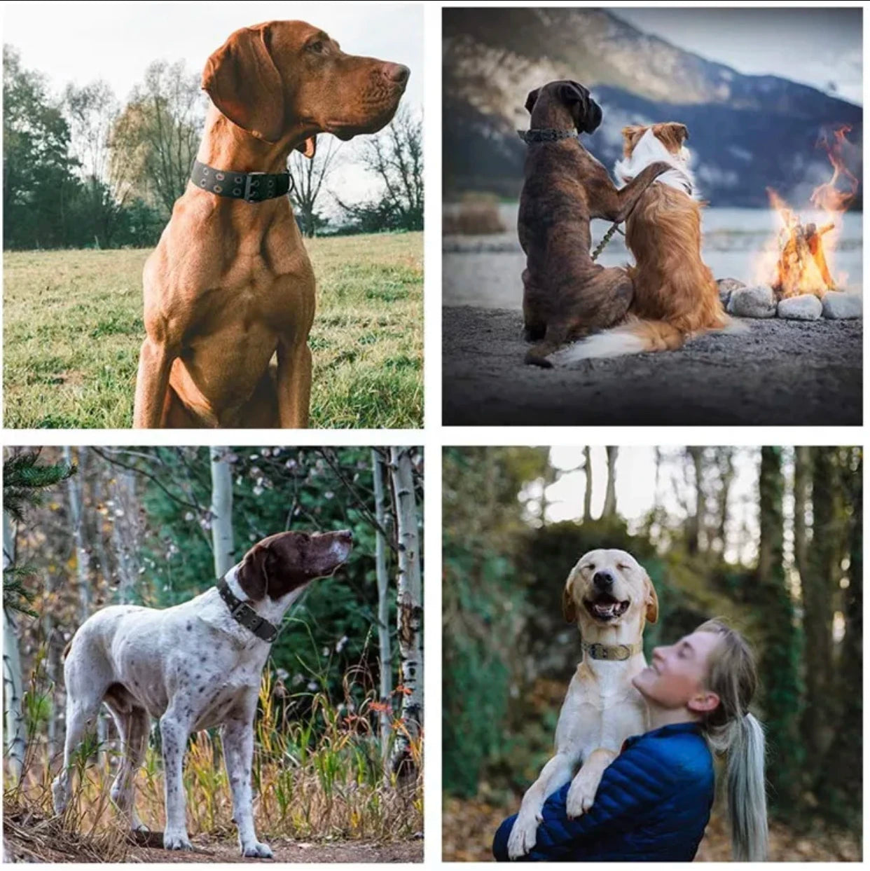 HeavyDuty Tactical Dog Collar – Durable, Secure & Comfortable